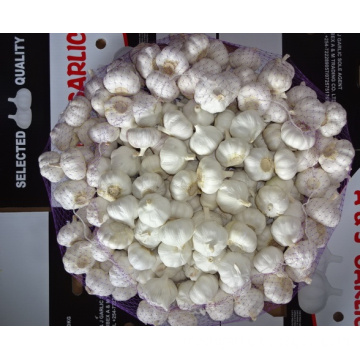 New Fresh Pure White Garlic